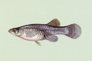 Mosquito Fish - Gambusia_affinis_01