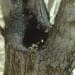 http://www.cdc.gov/Dengue/entomologyEcology/m_habitats.html