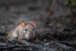 Rat Control