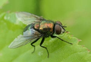 housefly house fly