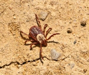 American Dog Tick