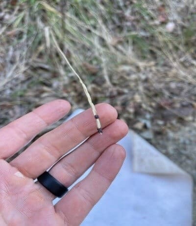 Tick sampling at Woodrat Mountain