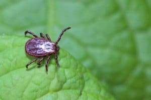 American Dog Tick (Dermacentor variabilis)