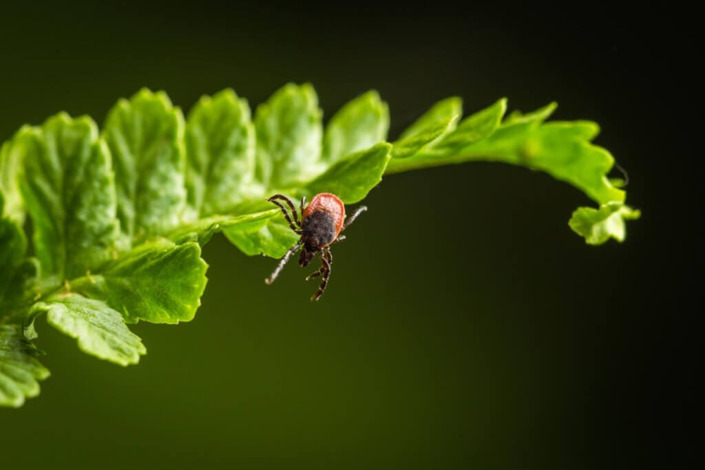 preventing ticks in yards