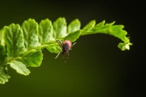 preventing ticks in yards