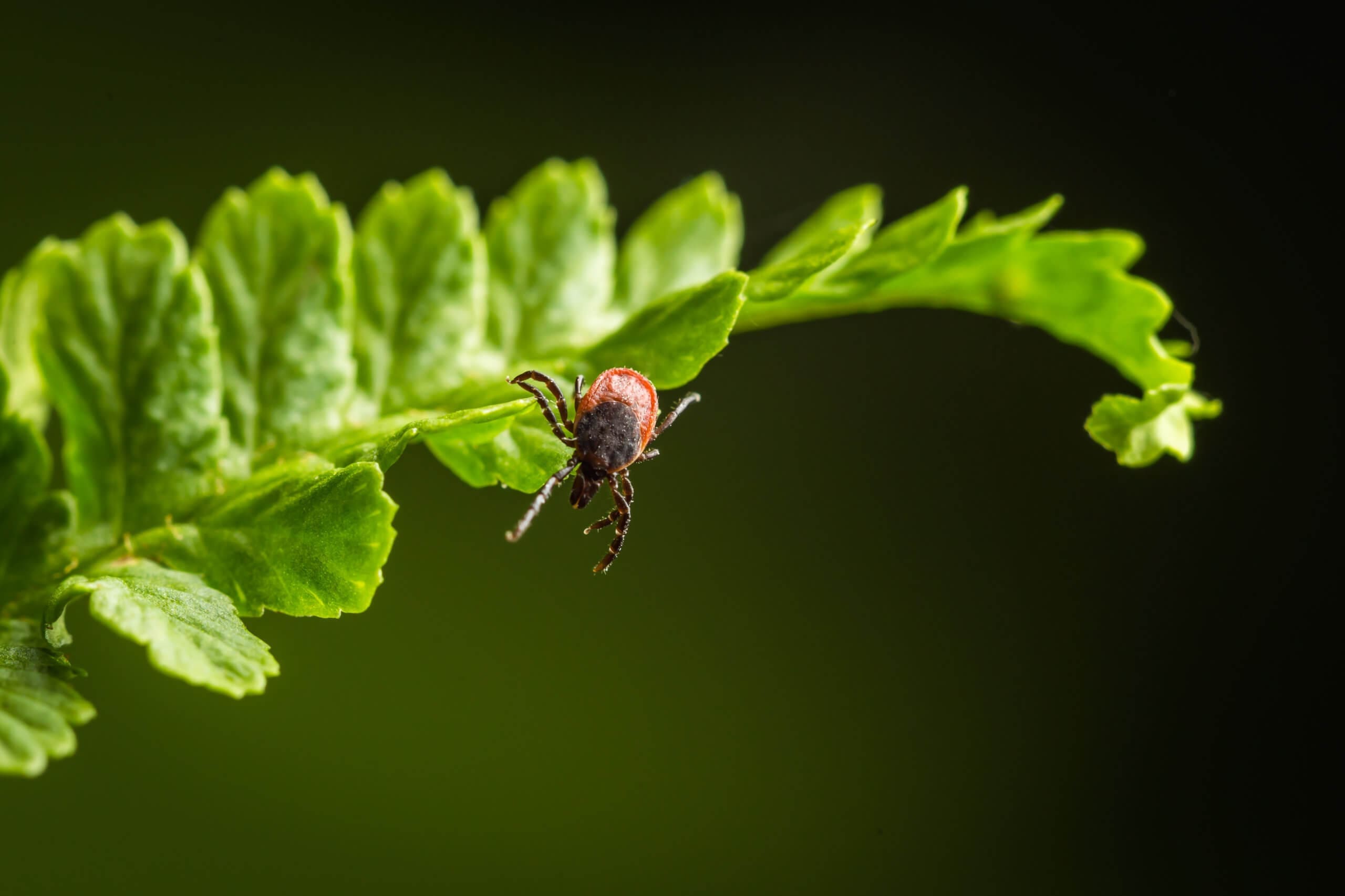 preventing ticks in yards