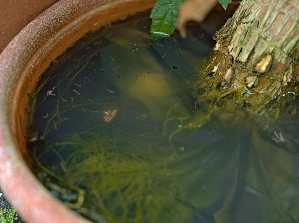 Prime Mosquito Breeding Conditions