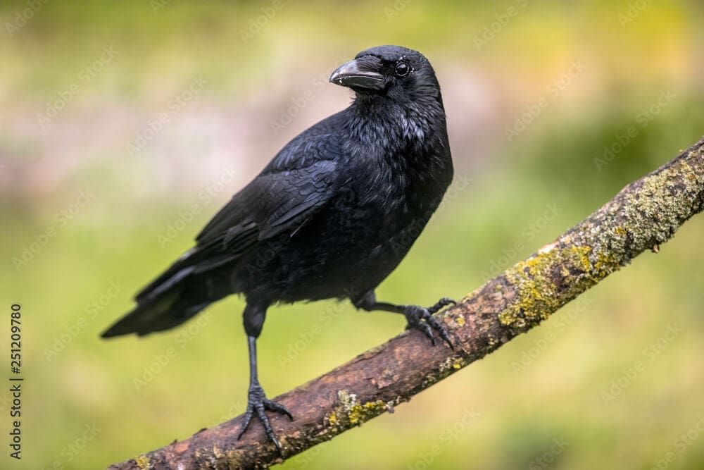 crow1