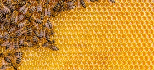 honeybee