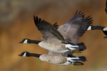 geese