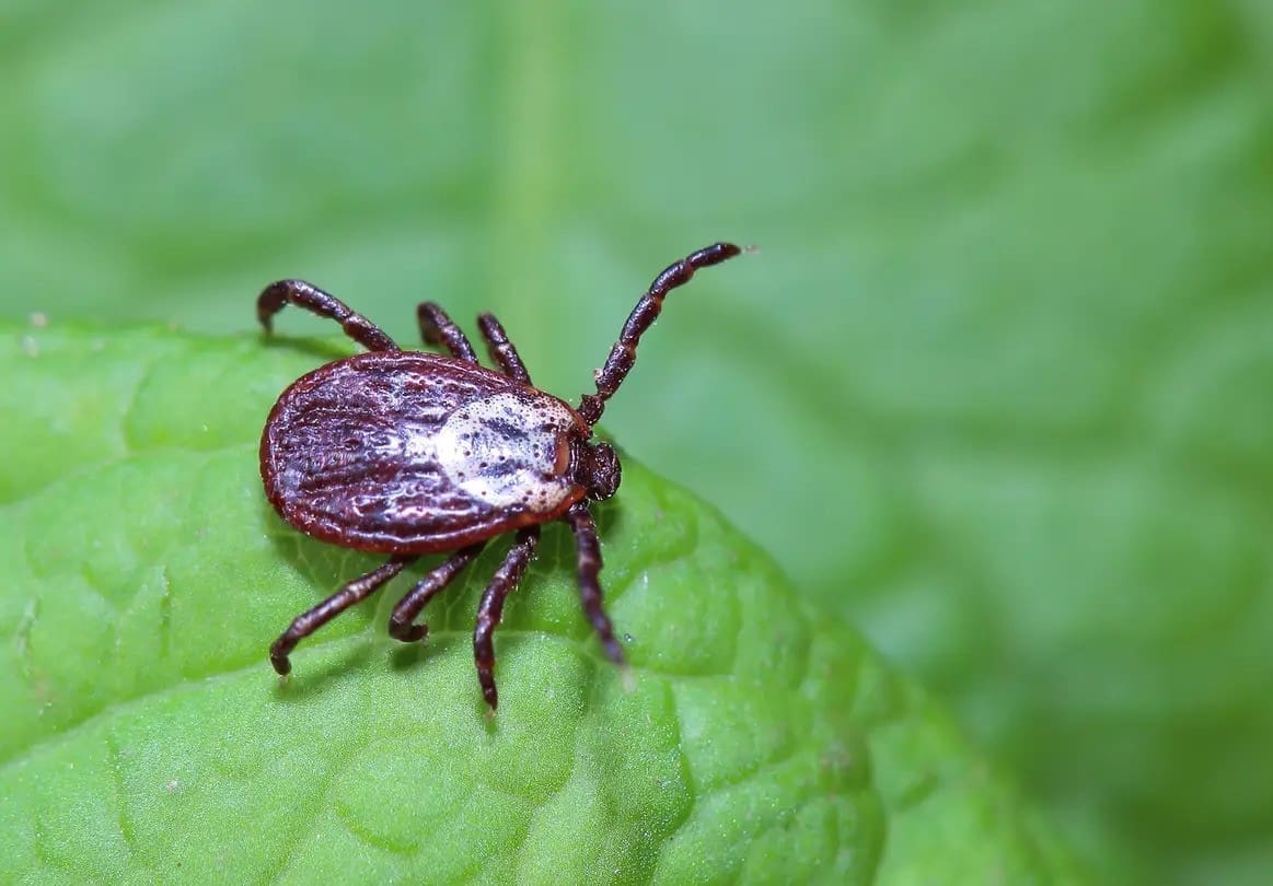 American Dog Tick (Dermacentor variabilis)