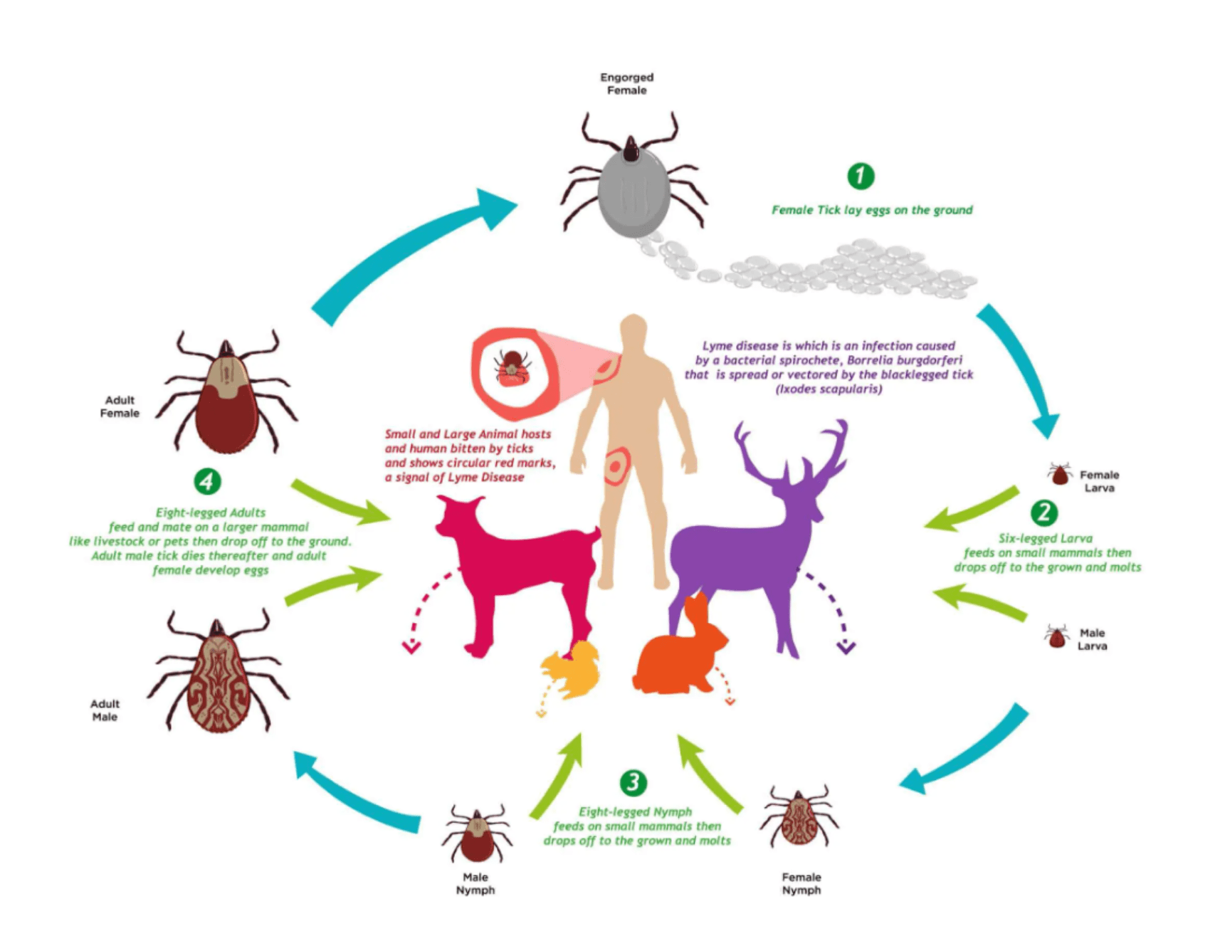 lyme-disease-diagram