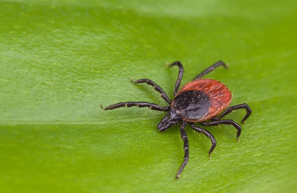 Western Blacklegged Tick (Ixodes pacificus)