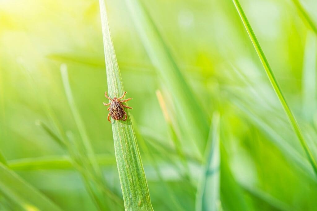 wild tick in grass