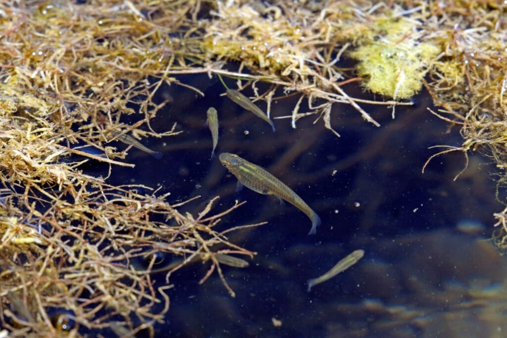 Use-Mosquitofish-to-Control-Mosquitoes-scaled