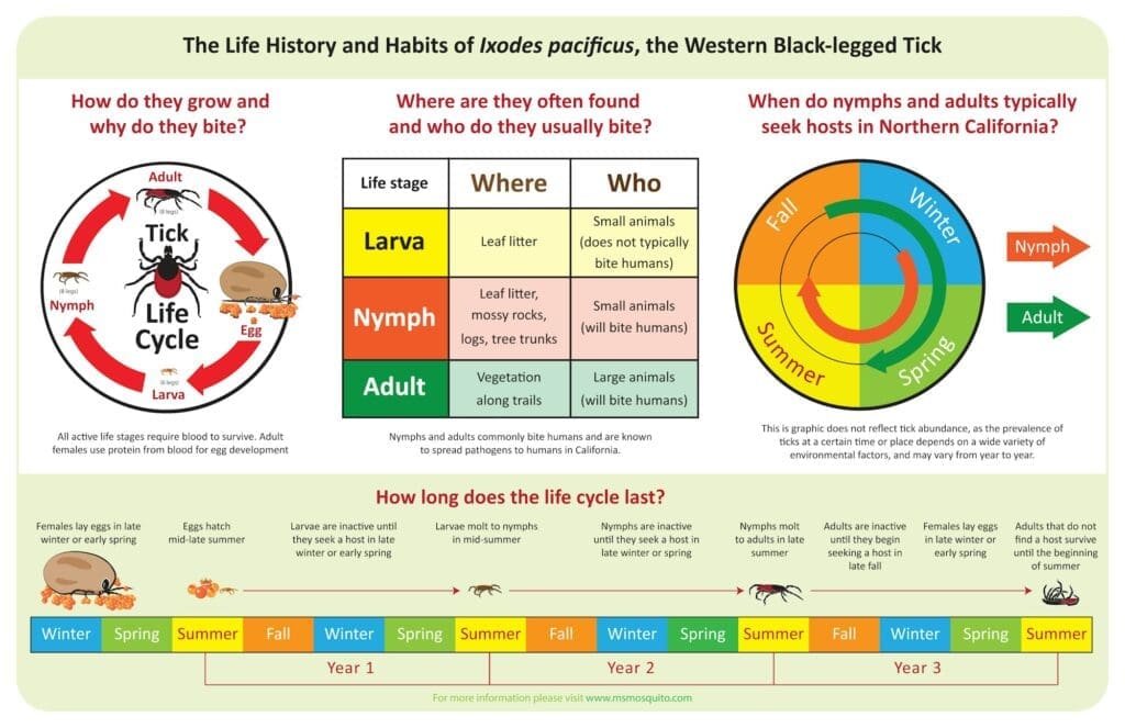 Ixodes pacificus life history