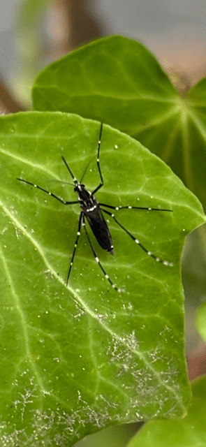 Field Aegypti Pic 4