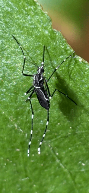 Invasive Aedes aegypti
