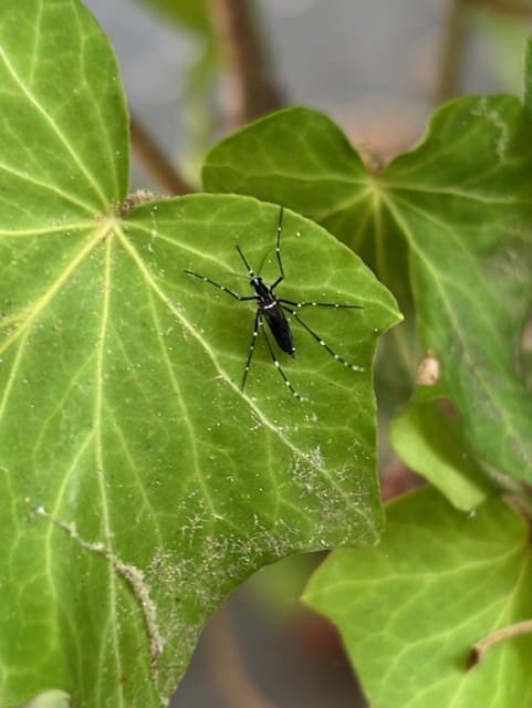 Field Aegypti Pic