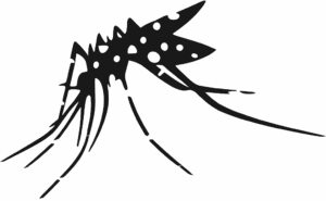 Aedes aegypti