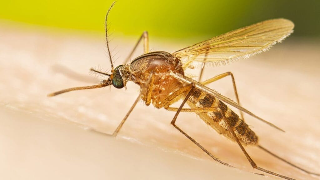 Culex-quinquefasciatus-female-mosquito-16-9