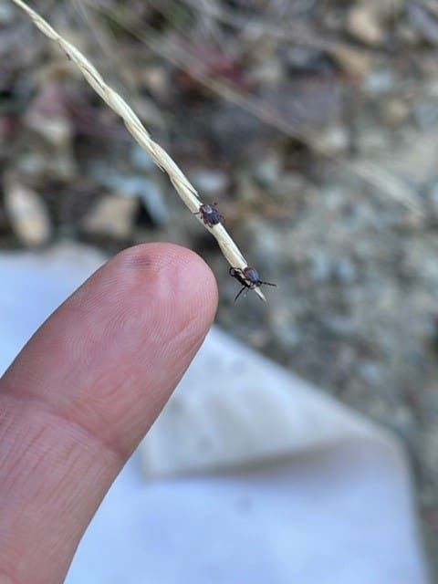 Ticks on grass