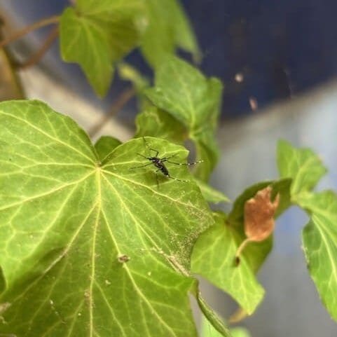 Field Aegypti Pic 2