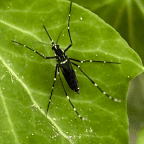 Field Aegypti Pic 4