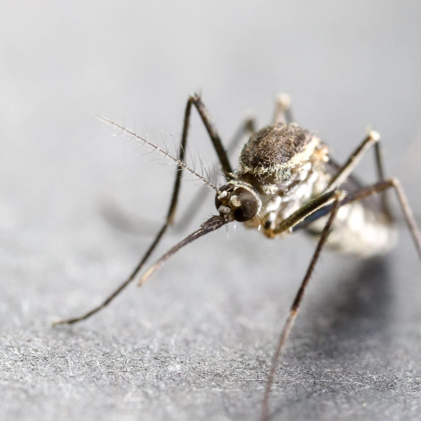 Adult Mosquito Planned Control Map