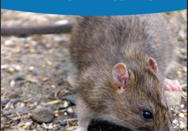 Rat Prevention