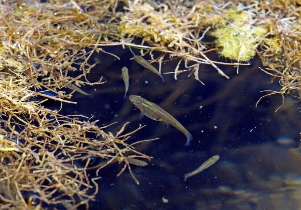 Use Mosquitofish to Control Mosquitoes