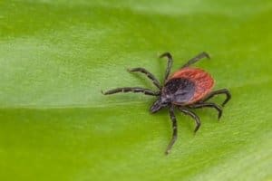 Western Blacklegged Tick (Ixodes pacificus)