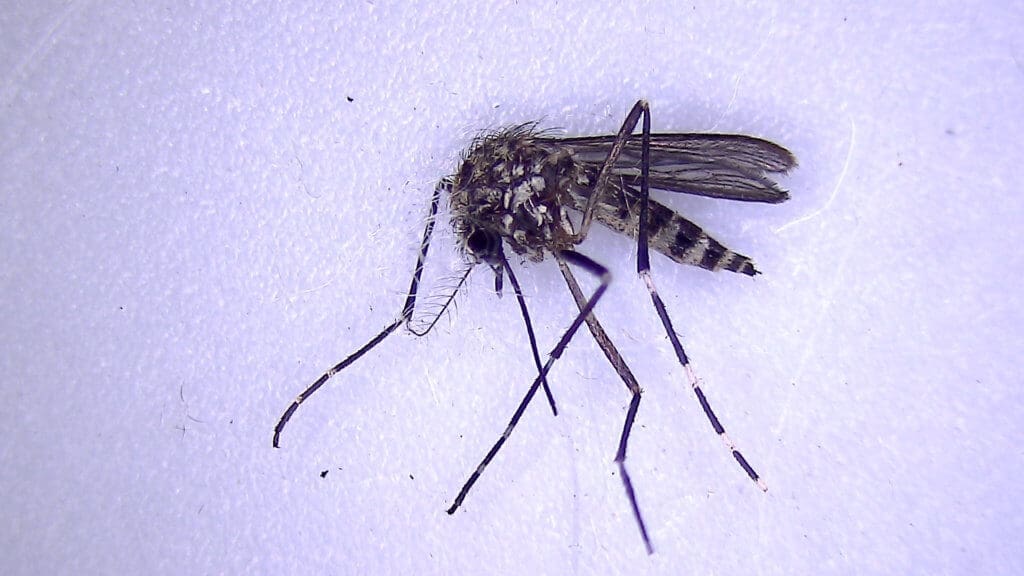 Western treehole mosquito (Aedes sierrensis)
