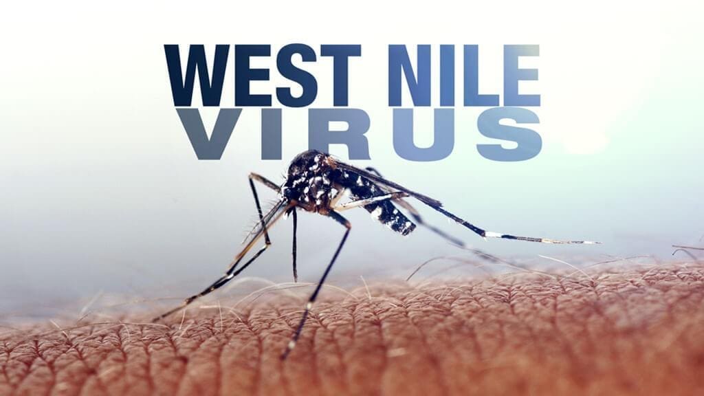 WNV Mosquito
