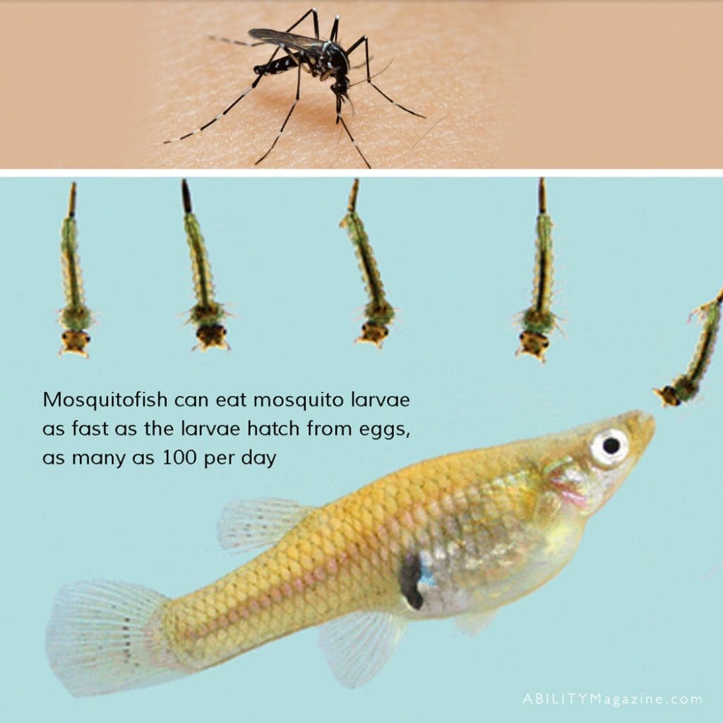 Mosquitofish-1024x1024