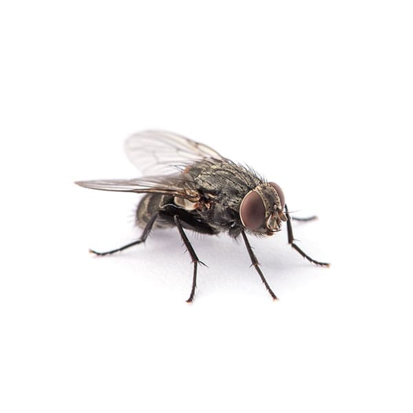 house-fly