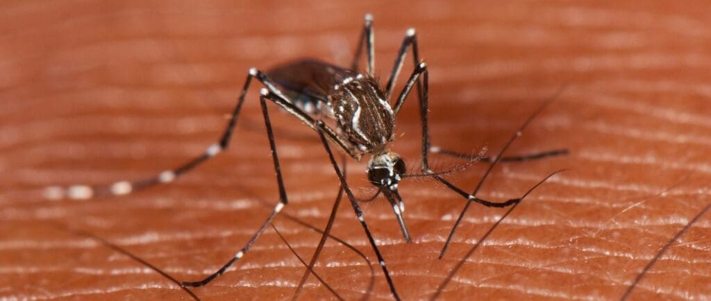 aedes-aegypti_mark-yokoyama_CC-BY-NC-ND-2.0_02