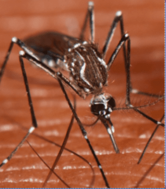 Aedes aegypti mosquitoes