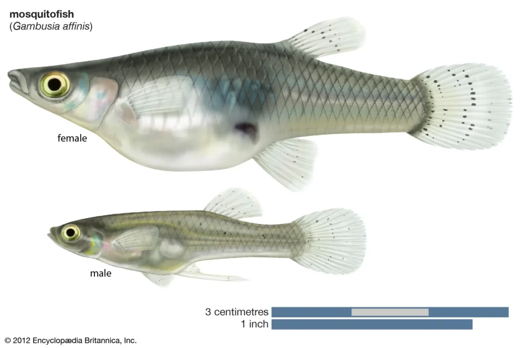 mosquitofish-type-waters-topminnow