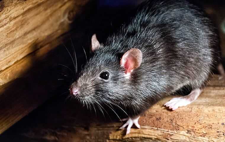 rat