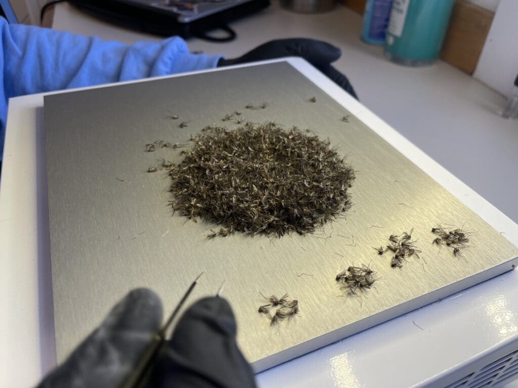 sorting mosquitoes