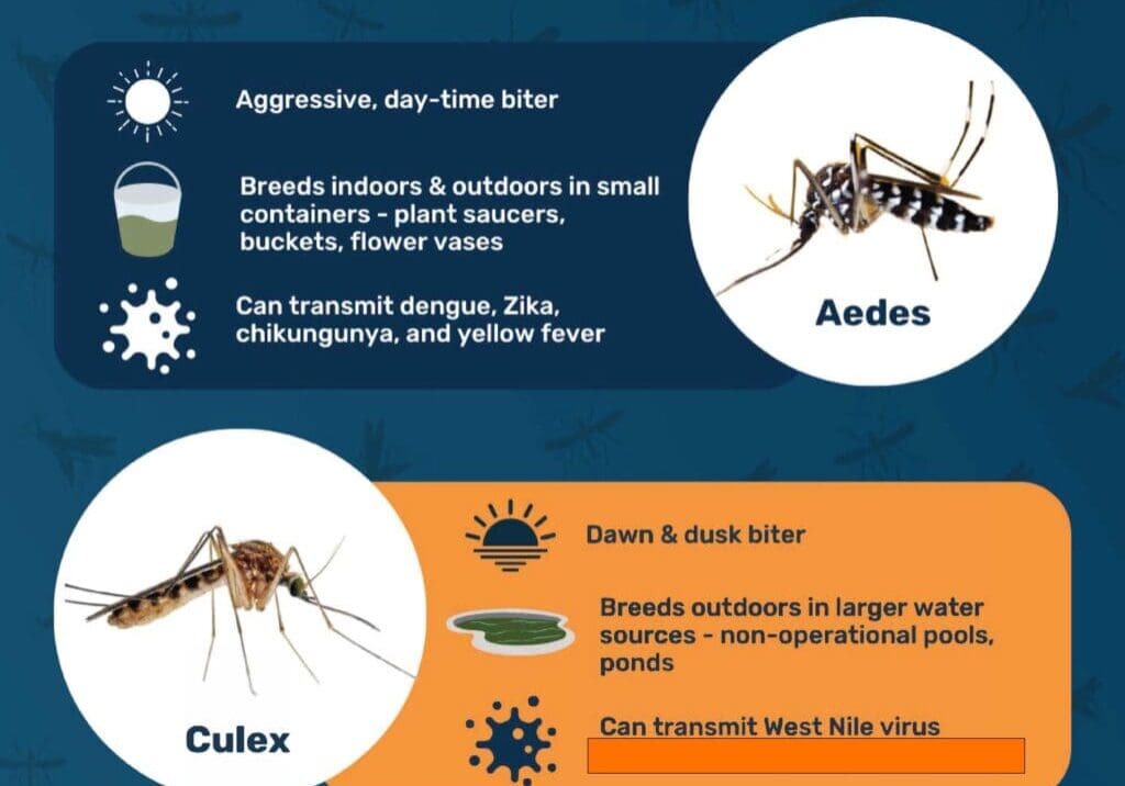 2024 NMCAW_Aedes vs Culex_ENG