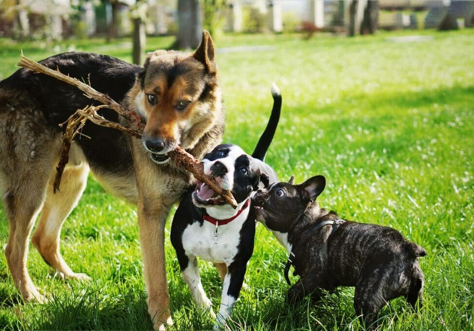 Three friendly happy playing dogs in summer park. German shepherd, american staffordshire terrier and french bulldog holding one stick. Different dog breeds have fun together.