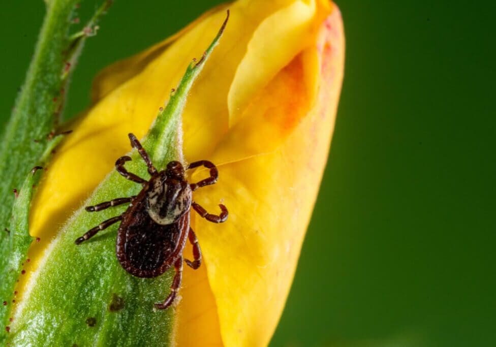 American Dog Tick (Dermacentor variabilis)