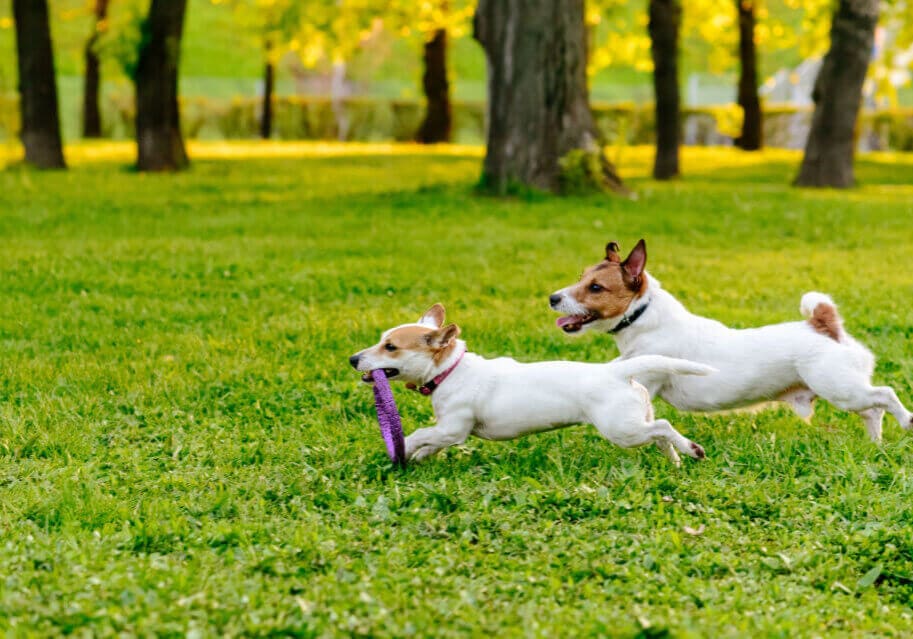 Two dogs running at park lawn playing with puller toy