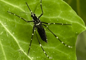 Field Aegypti Pic 4