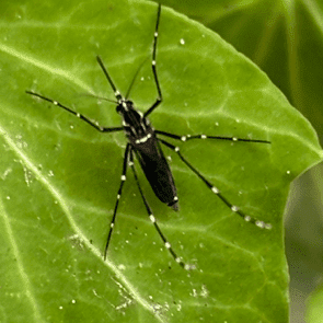Field Aegypti Pic 4 Field Aegypti Pic 4