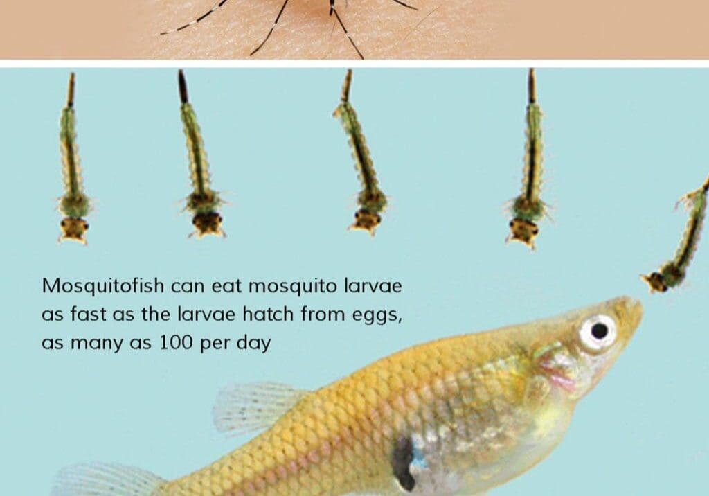 Mosquitofish-1024x1024