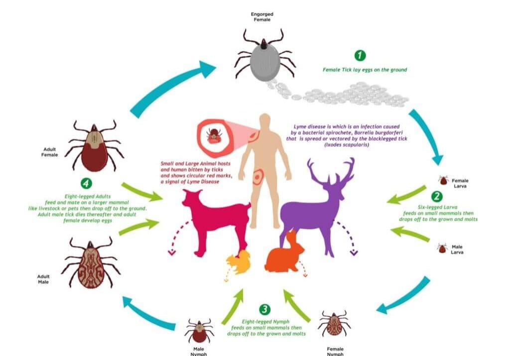 Tick-Life-Cycle