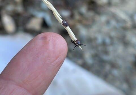 Ticks on grass